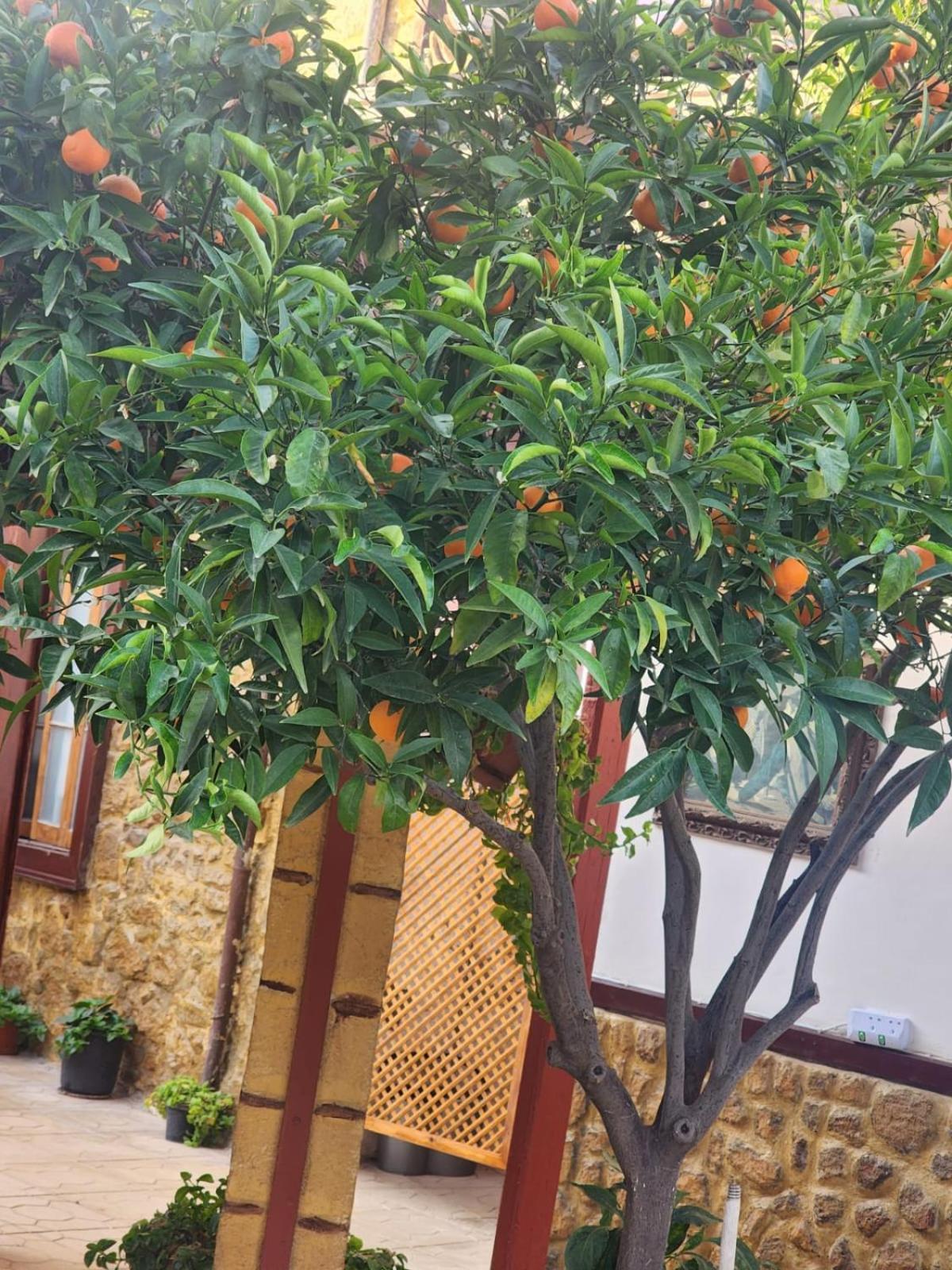 Aksaray Boutique Hotel Nicosia Exterior foto