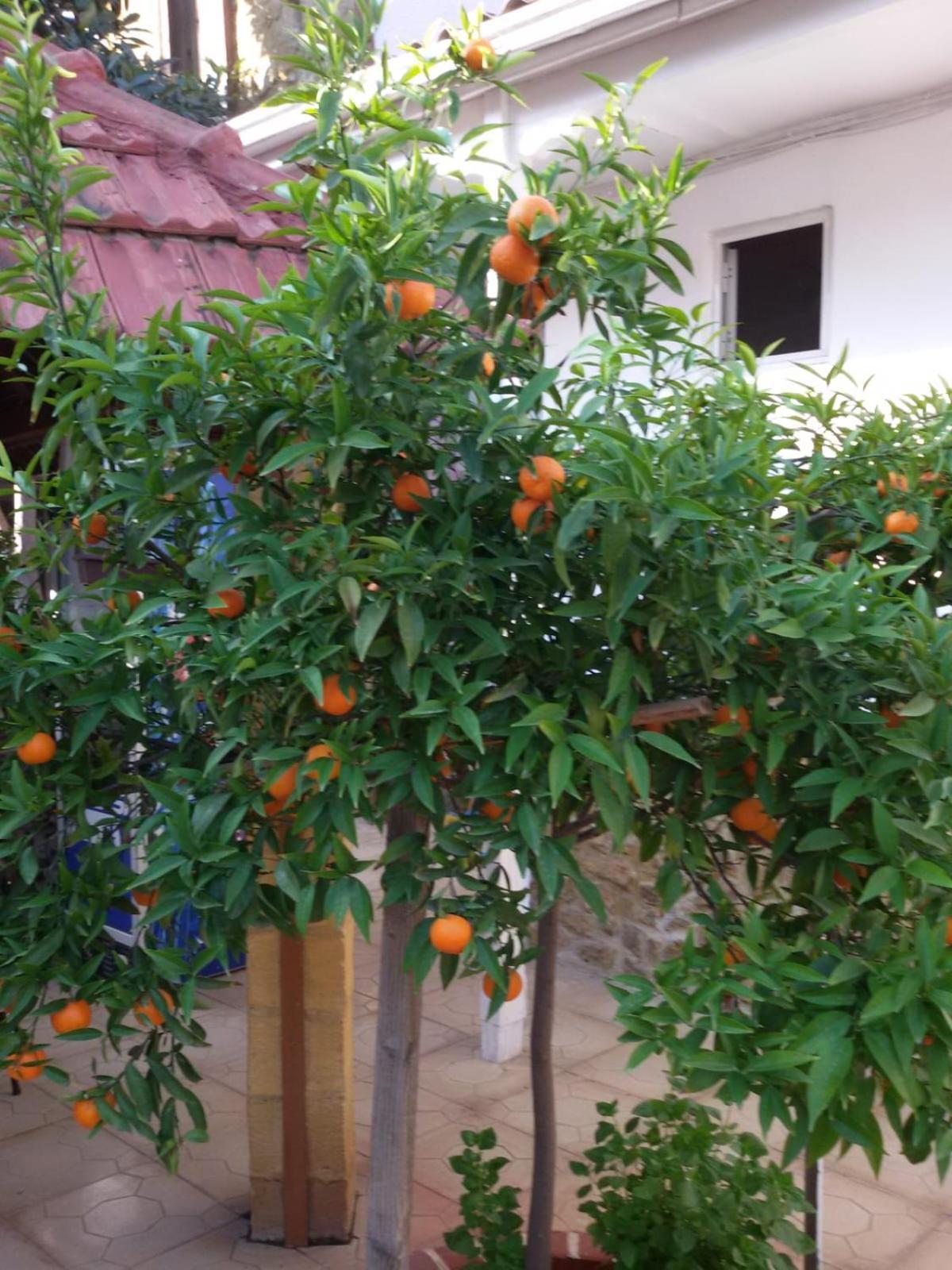 Aksaray Boutique Hotel Nicosia Exterior foto